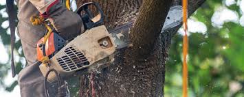 Trusted Triana, AL Tree Services Experts